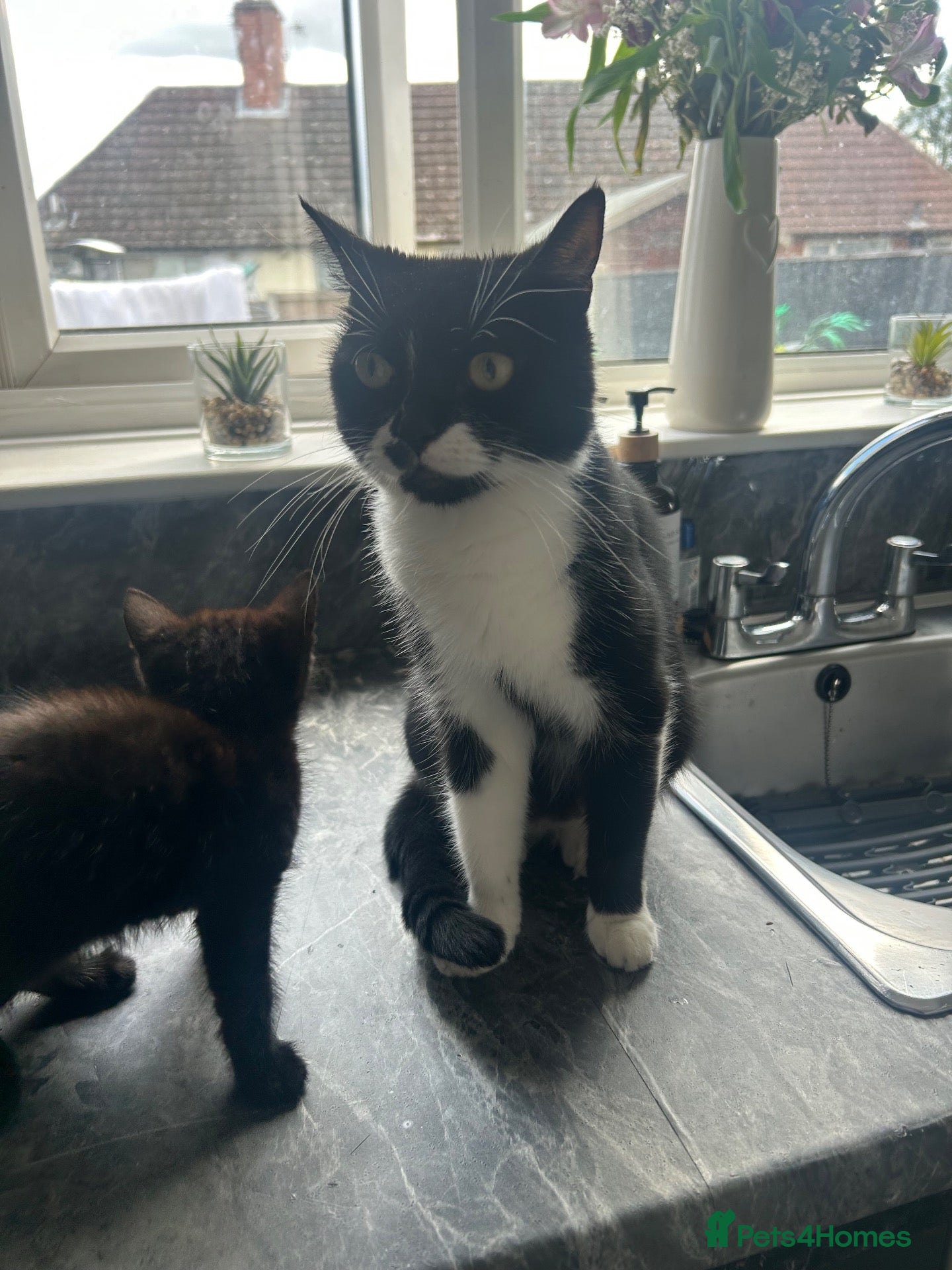 Mixed Breed cats 4 black kittens with various stripes  - Advert 18