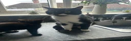 Mixed Breed cats for sale: 4 black kittens with various stripes  in Nottingham - Advert 1