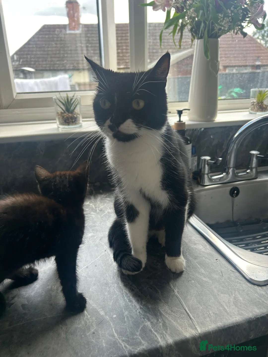 Mixed Breed cats for sale: 4 black kittens with various stripes  in Nottingham - Advert 1