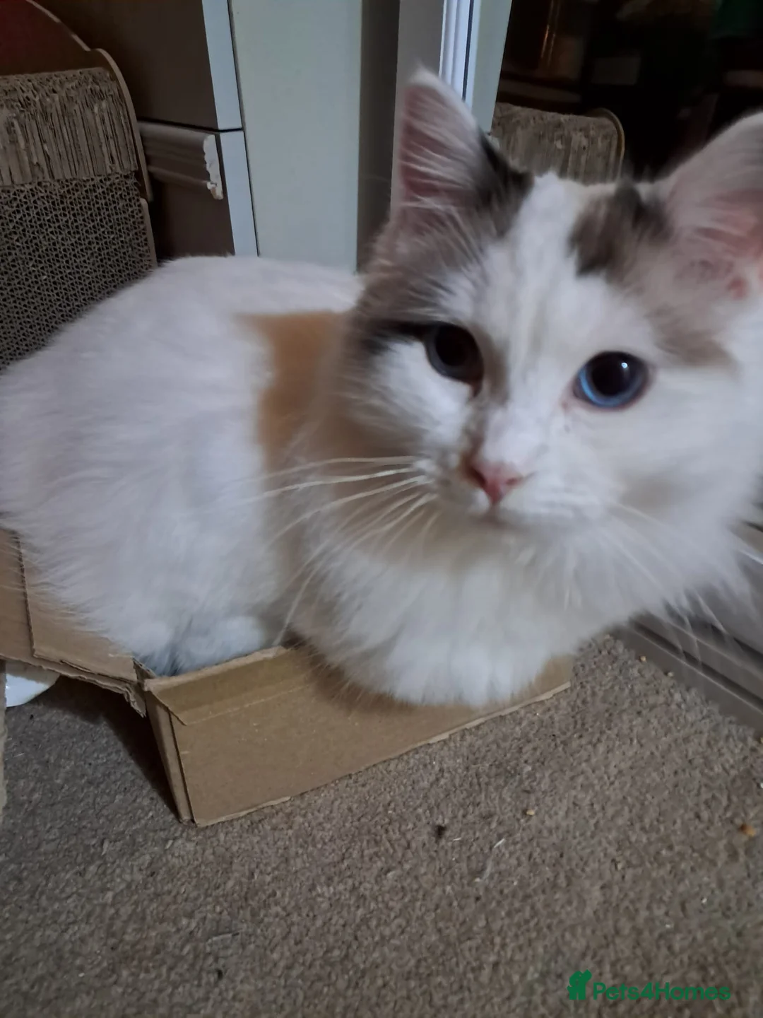 Ragdoll cats for sale: Rehome - Advert 5