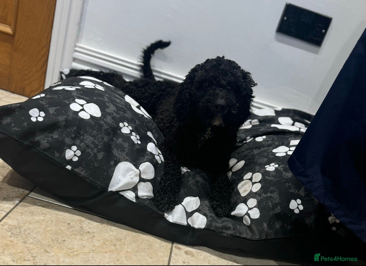 Cockapoo dogs Beautiful cockapoo puppy’s🩵🩷 - Advert 17