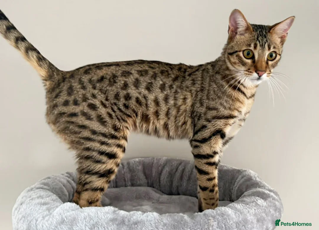 Savannah cats for sale: F5 SBT Savannah sisters Squealer, Shyler and Lily - Advert 4