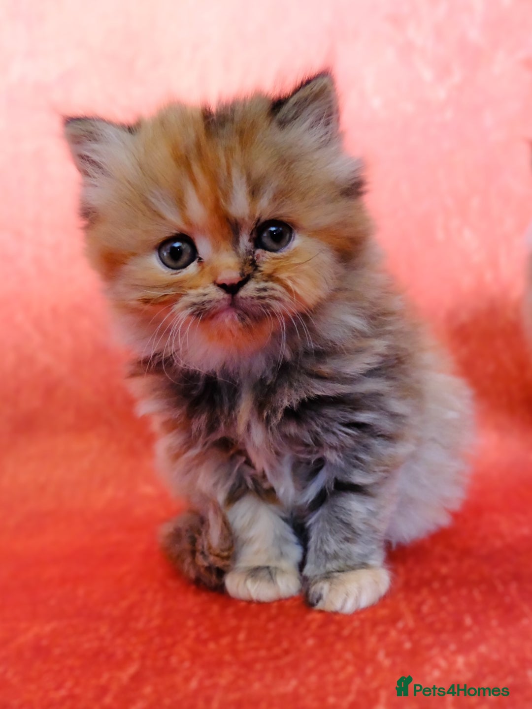 Persian cats for sale: Beautiful Kittens Looking for Forever Homes - Image 4