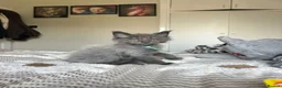 Maine Coon cats for sale: UPDATED - MAINE COON KITTENS. SOME POLYDACTYL  - Advert 22