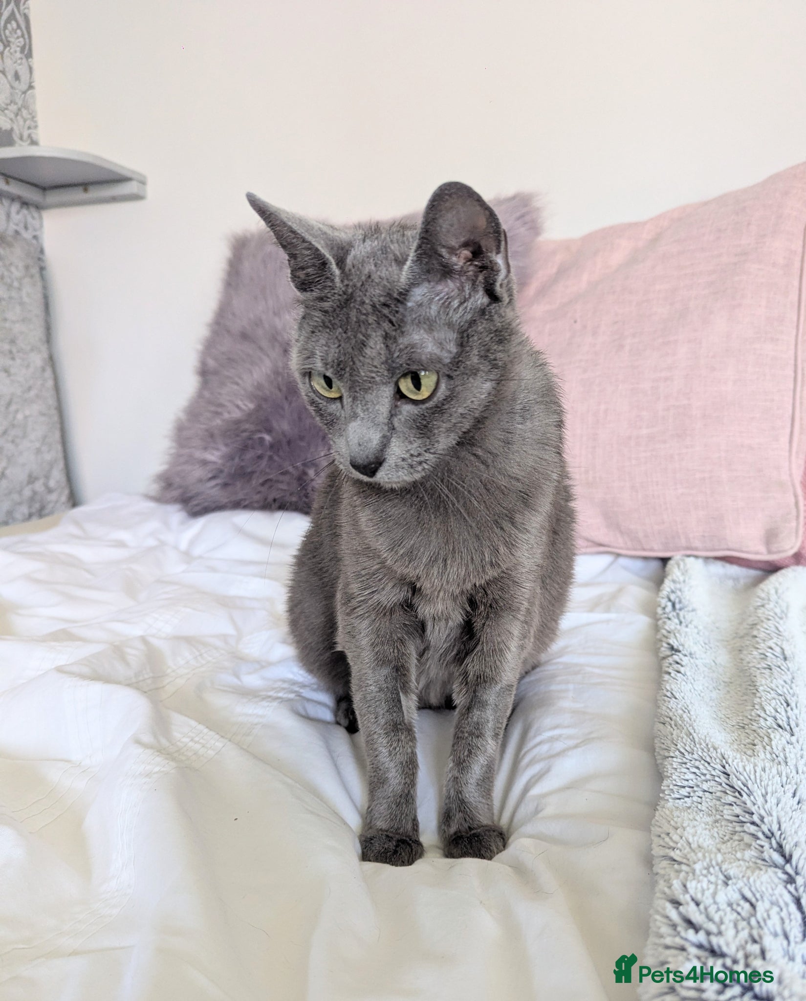 Russian Blue cats for sale: GCCF Registered Mia Seeking a Loving Home - Advert 4