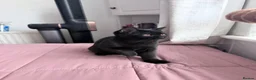British Shorthair cats for sale: Beautiful x2 black female kittens £400 for both - Advert 4