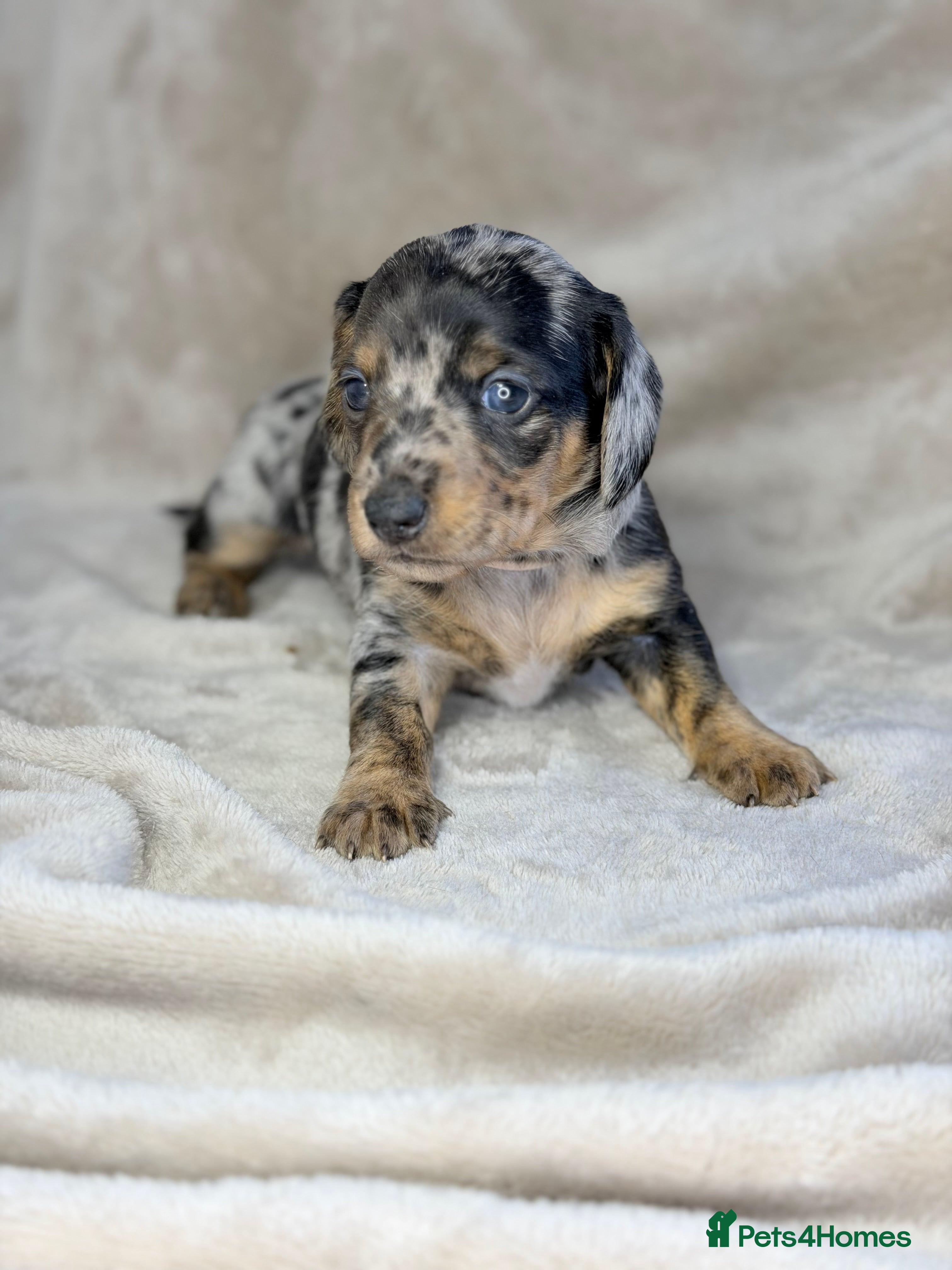 Miniature Dachshund dogs Pink carrier miniature dachshunds - Advert 7