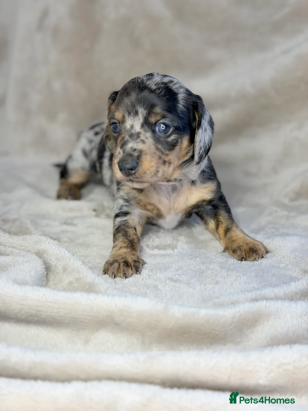 Miniature Dachshund dogs for sale: Pink carrier miniature dachshunds - Advert 1