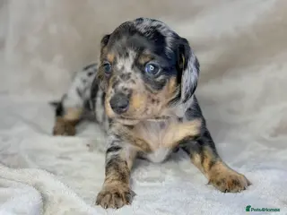 Miniature Dachshund dogs Pink carrier miniature dachshunds - Advert 7