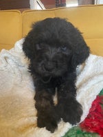 Mixed Breed dogs Standard Cockerpoodle/Bernadoodle,beautiful coats - Advert 16