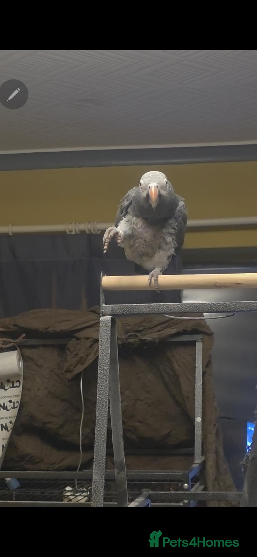 Parrots birds African grey timneh - Advert 1