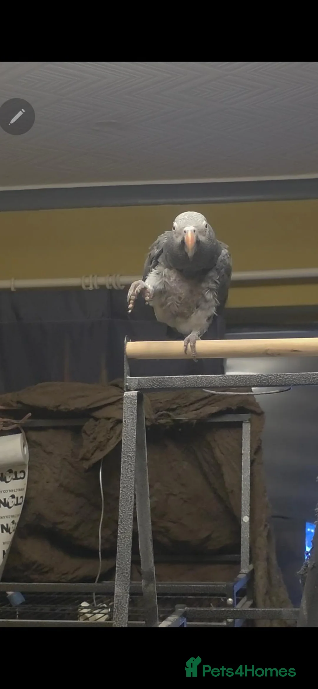 Parrots birds for sale: African grey timneh - Advert 1