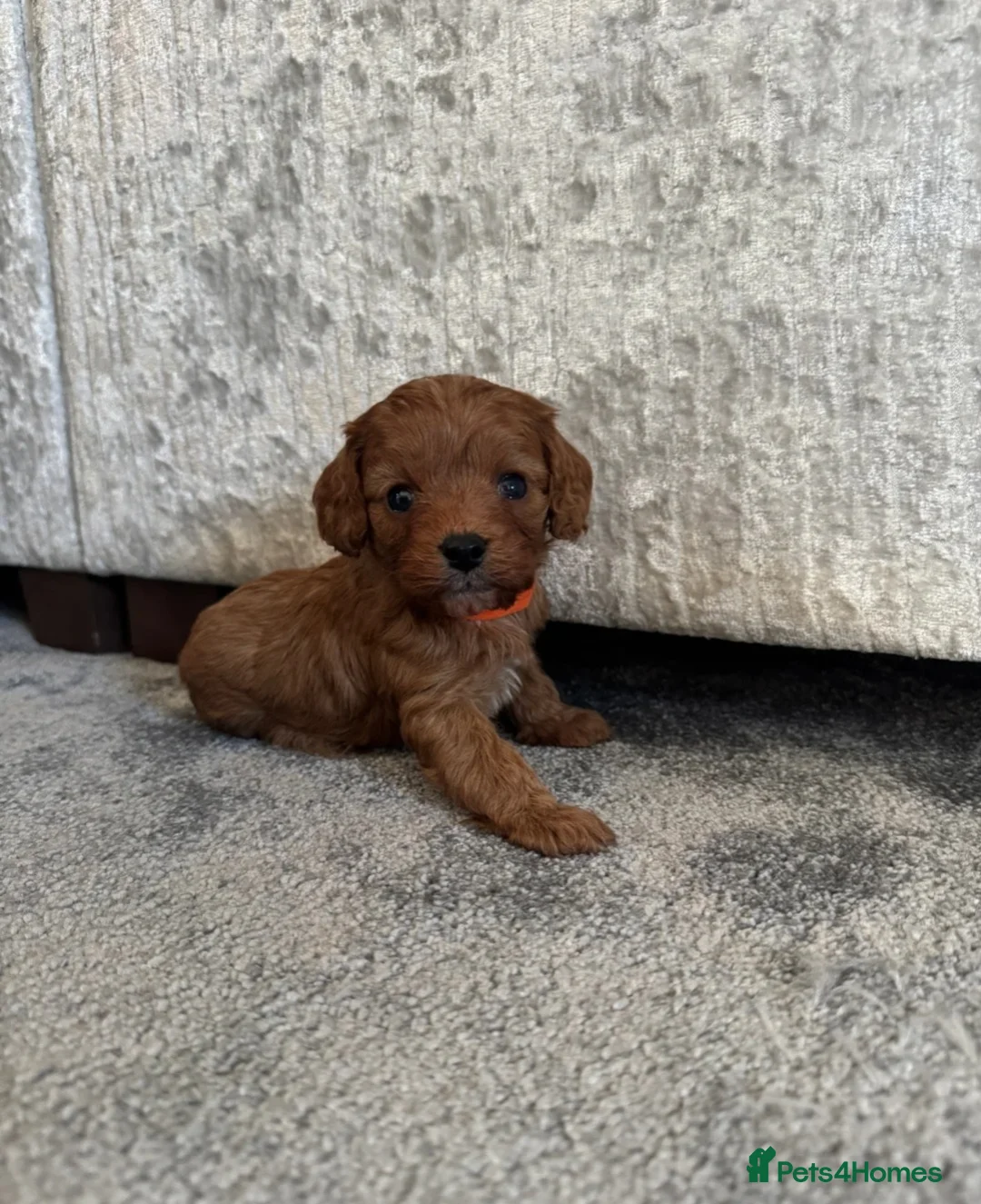 Cavalier King Charles Spaniel dogs for sale: Cavalier King Charles Spaniel Puppies in Weymouth - Advert 2