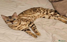 Bengal cats for sale: Bengal Kittens Tica Registered  - Image 24