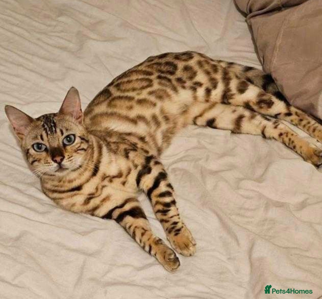 Bengal cats for sale: Bengal Kittens Tica Registered  - Image 24