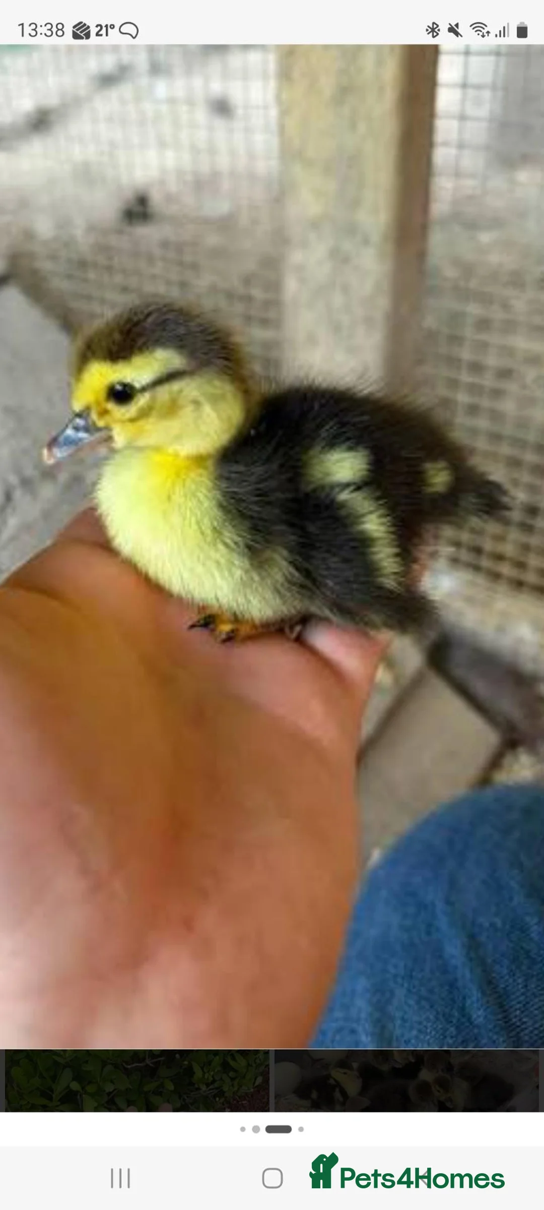 Ducks poultry for sale: Various Muscovy Ducks - Advert 2