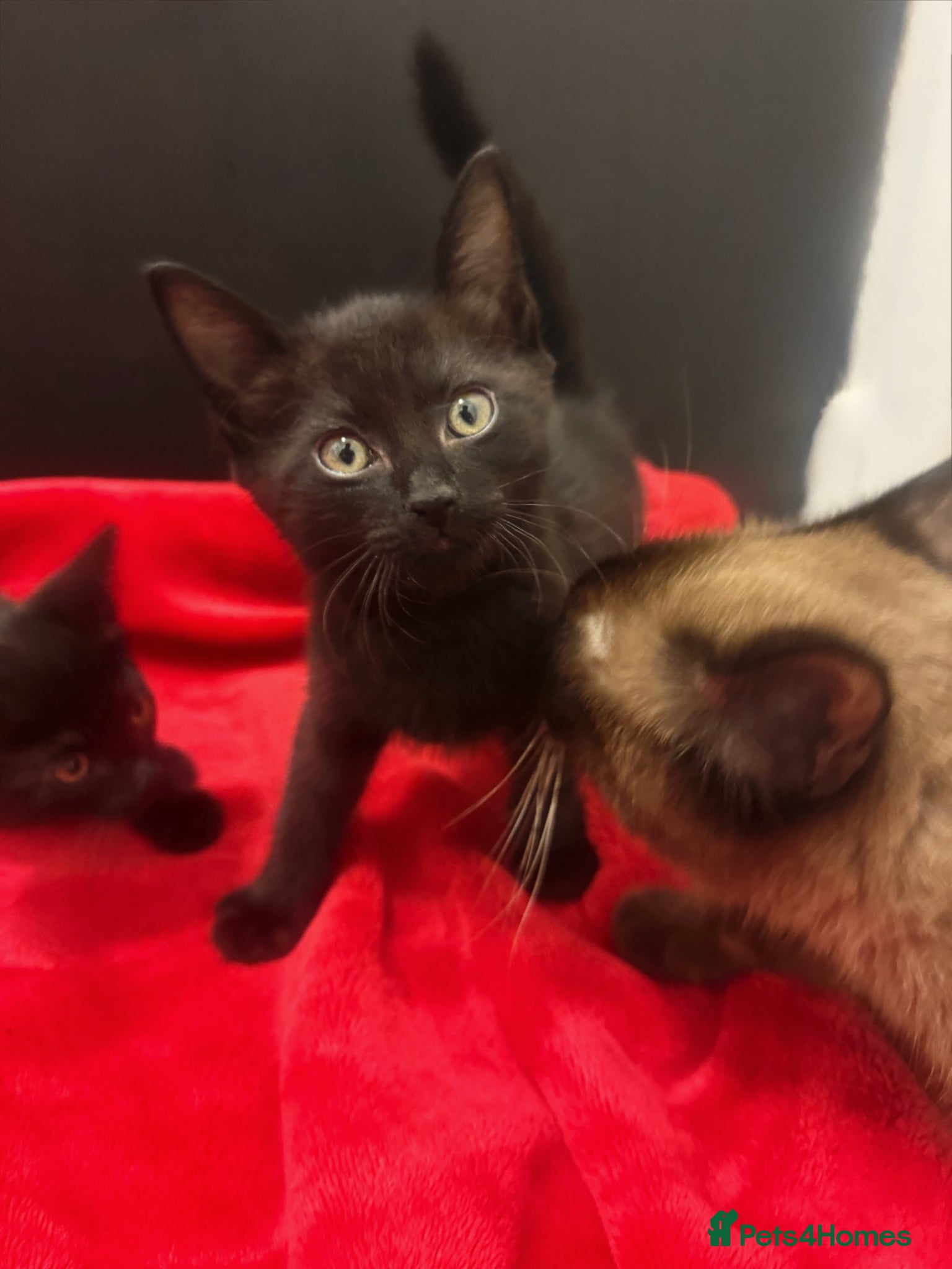 Siamese cats Last 2! Brown/Black Siamese Kittens  - Advert 5