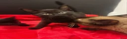 Siamese cats for sale: Last 2! Brown/Black Siamese Kittens  - Advert 2