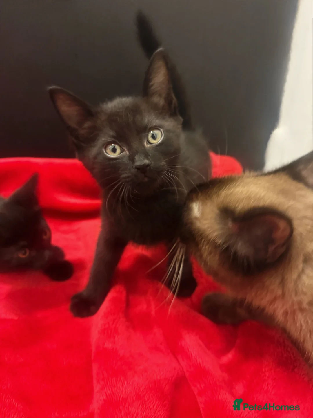 Siamese cats for sale: Last 2! Brown/Black Siamese Kittens  - Advert 2