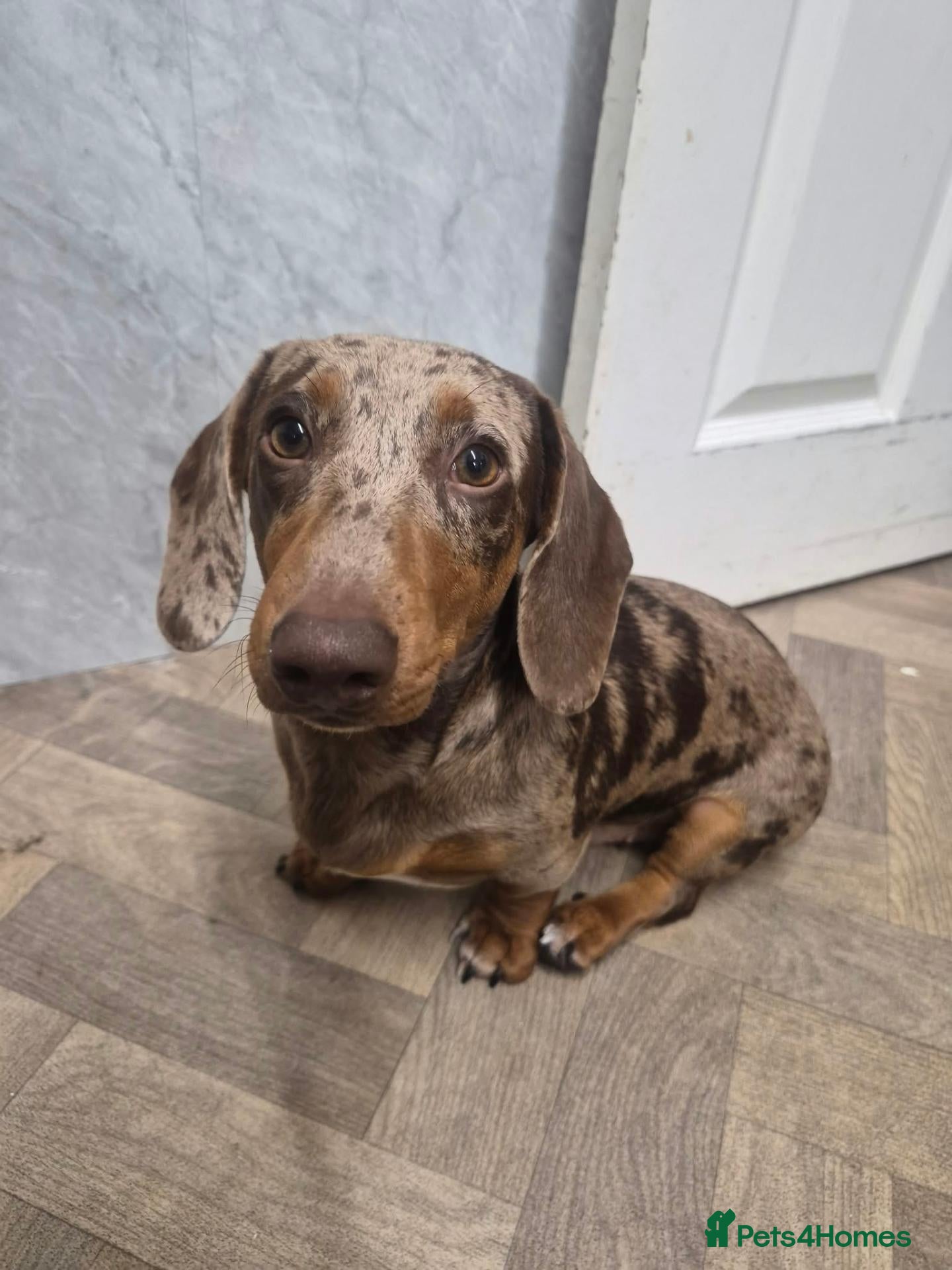 Miniature Dachshund dogs for sale: Miniature dachshund daple colouring - Advert 1