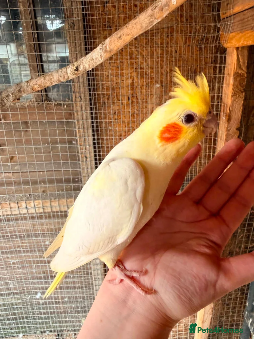 Cockatiels birds for sale: Lovely baby cockatiel  - Advert 2