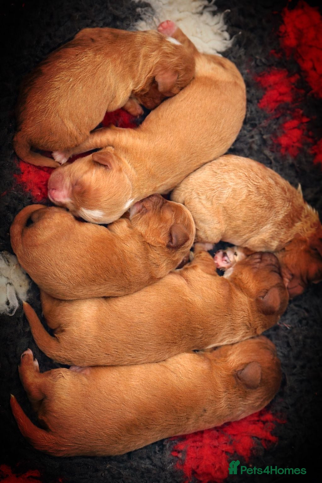 Cavapoo dogs Stunning F1 Red Cavapoo’s  - Advert 1