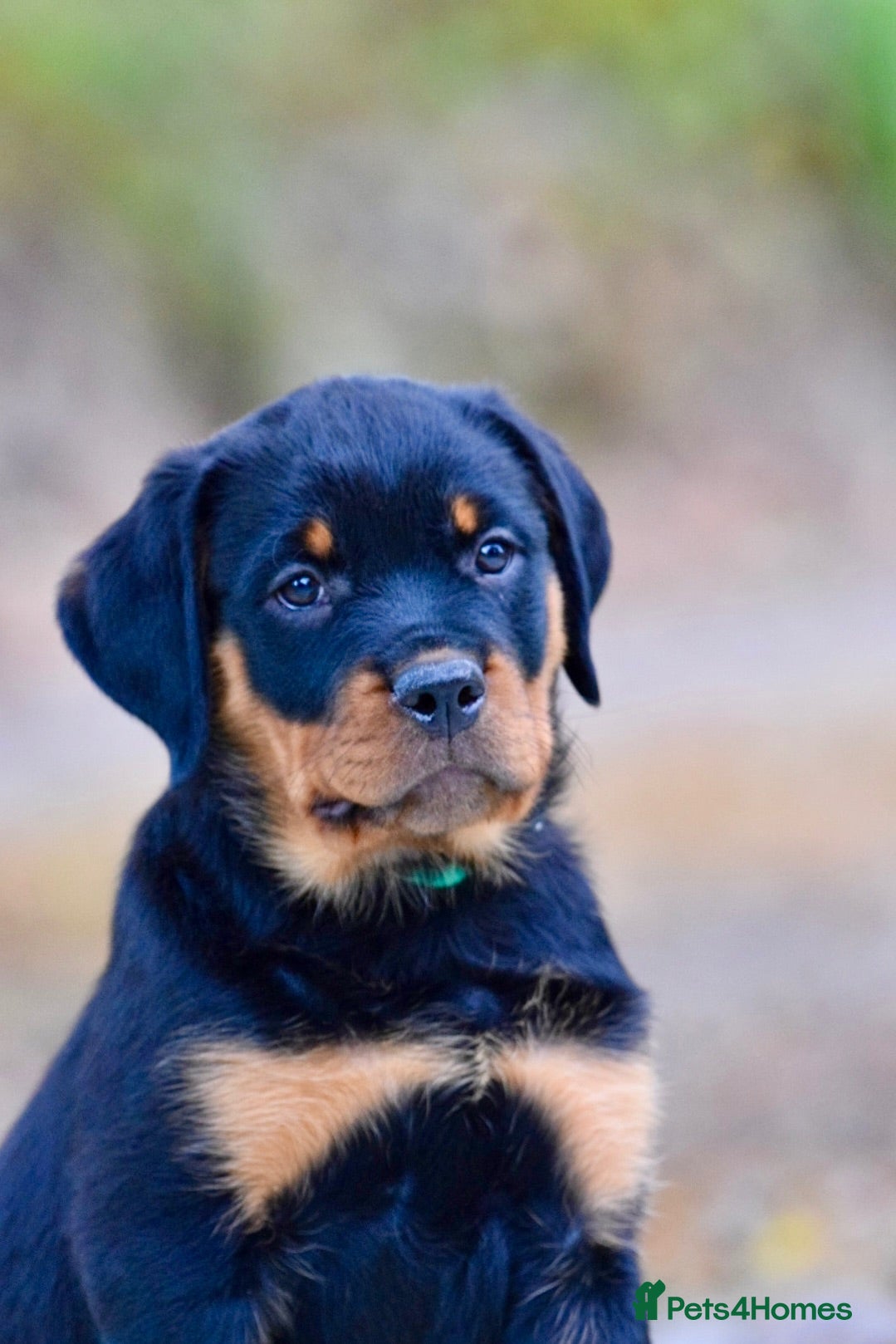 Rottweiler dogs Outstanding Female Available, Old School Type - Advert 1