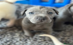 Mixed Breed dogs for sale: Ready to leave!! Staffy X Shar Pei puppies puppy - Image 19