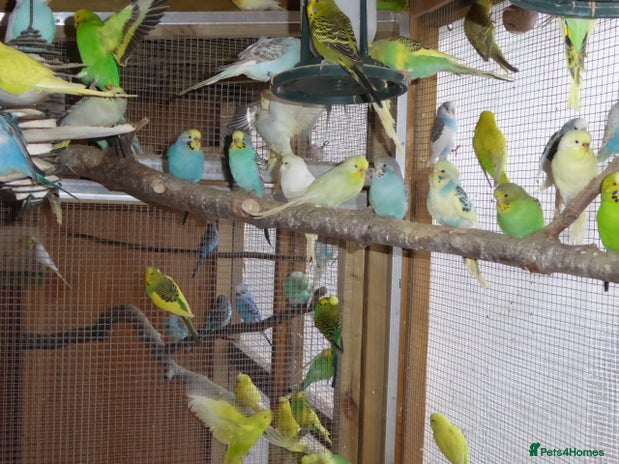 Budgerigars birds - Advert 11