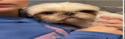 Shih Tzu dogs for sale: Beautiful Poppy Imperial/Miniature Shih Tzu  - Advert 3