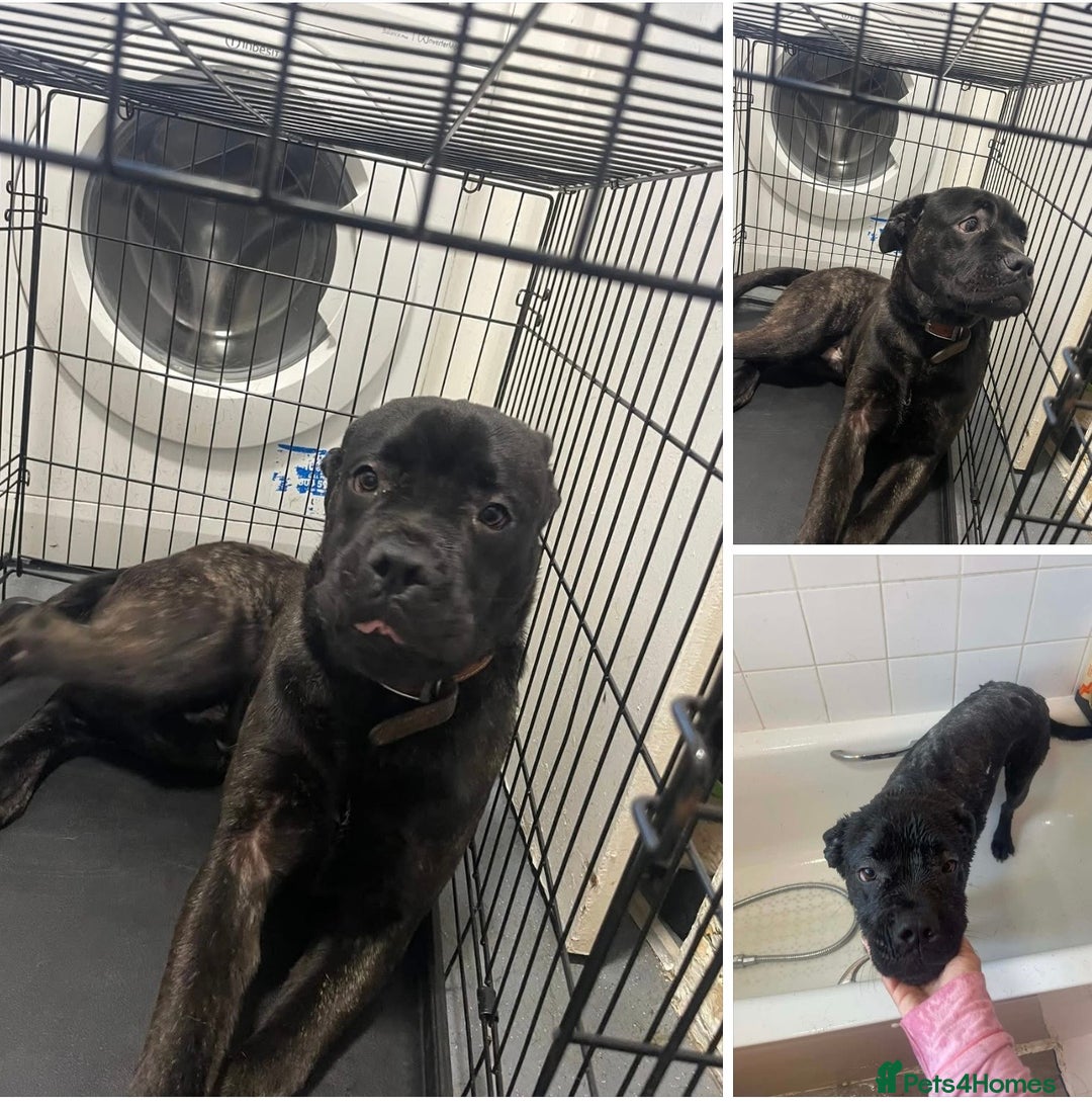 Mixed Breed dogs for sale: Eight month old puppy  - Advert 4