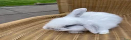 Mini Lop rabbits for sale: Gorgeous baby mini lops  - Advert 12