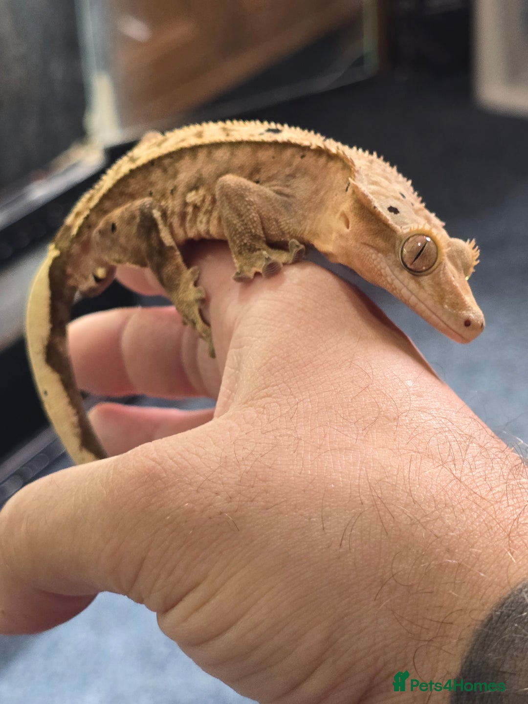 Gecko reptiles for sale: Breeding pair of crested geckos  - Image 6