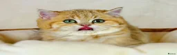 British Shorthair cats for sale: Meet Our Sweet British Shorthair Kittens in Nottingham - Advert 10