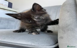 Mixed Breed cats for sale: Adorable kittens  - Image 8