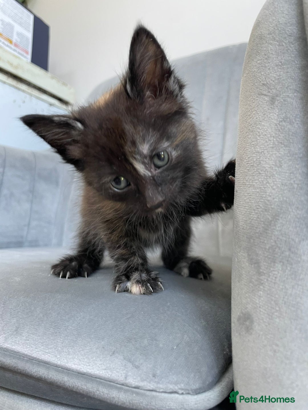 Mixed Breed cats for sale: Adorable kittens  - Image 8
