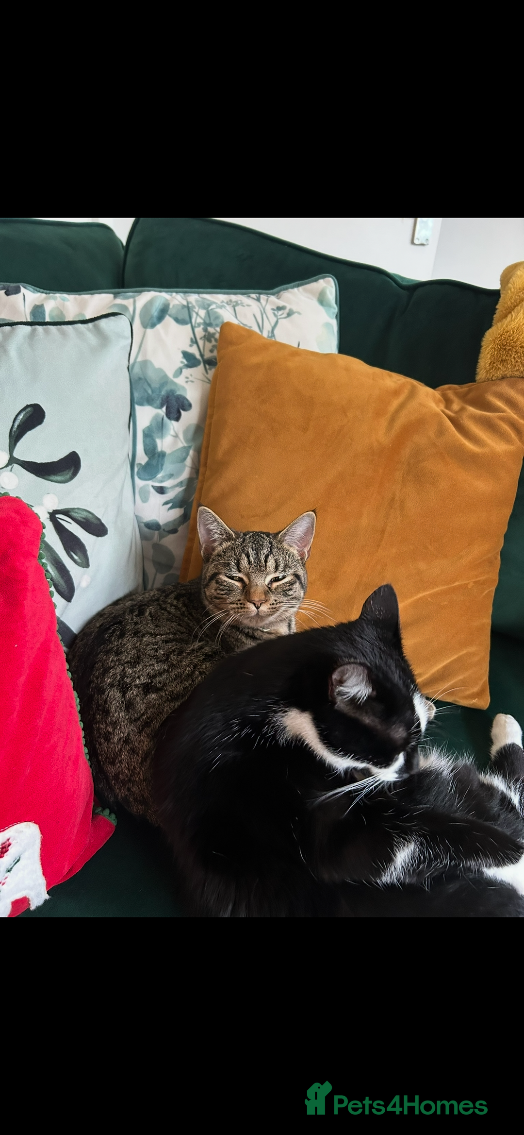 Mixed Breed cats for sale: Beautiful Femae Tabby  - Advert 5