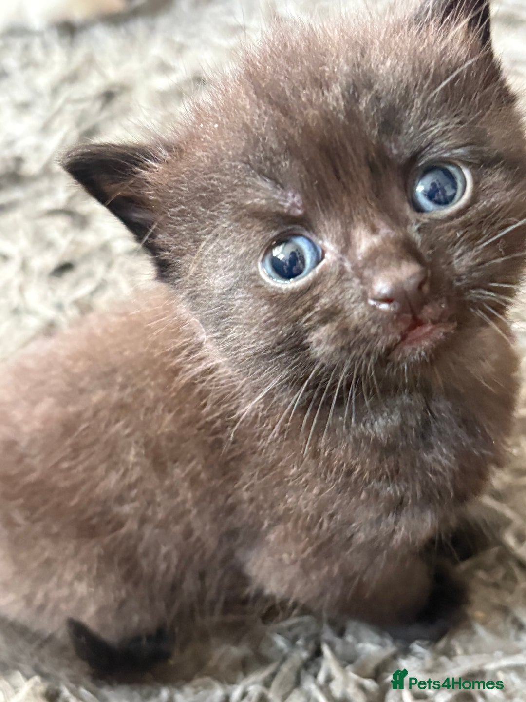 Mixed Breed cats for sale: Kittens - Image 3