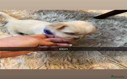 Mixed Breed dogs for sale: Imperial Zuchon cross maltese - Image 8