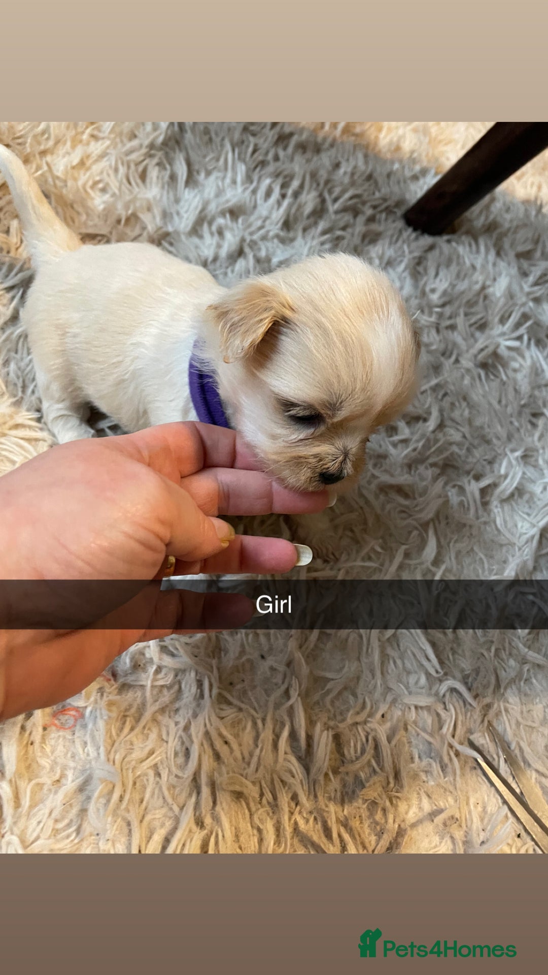 Mixed Breed dogs for sale: Imperial Zuchon cross maltese - Image 8