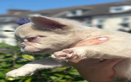 French Bulldog dogs for sale: Fluffy pink  - Image 6