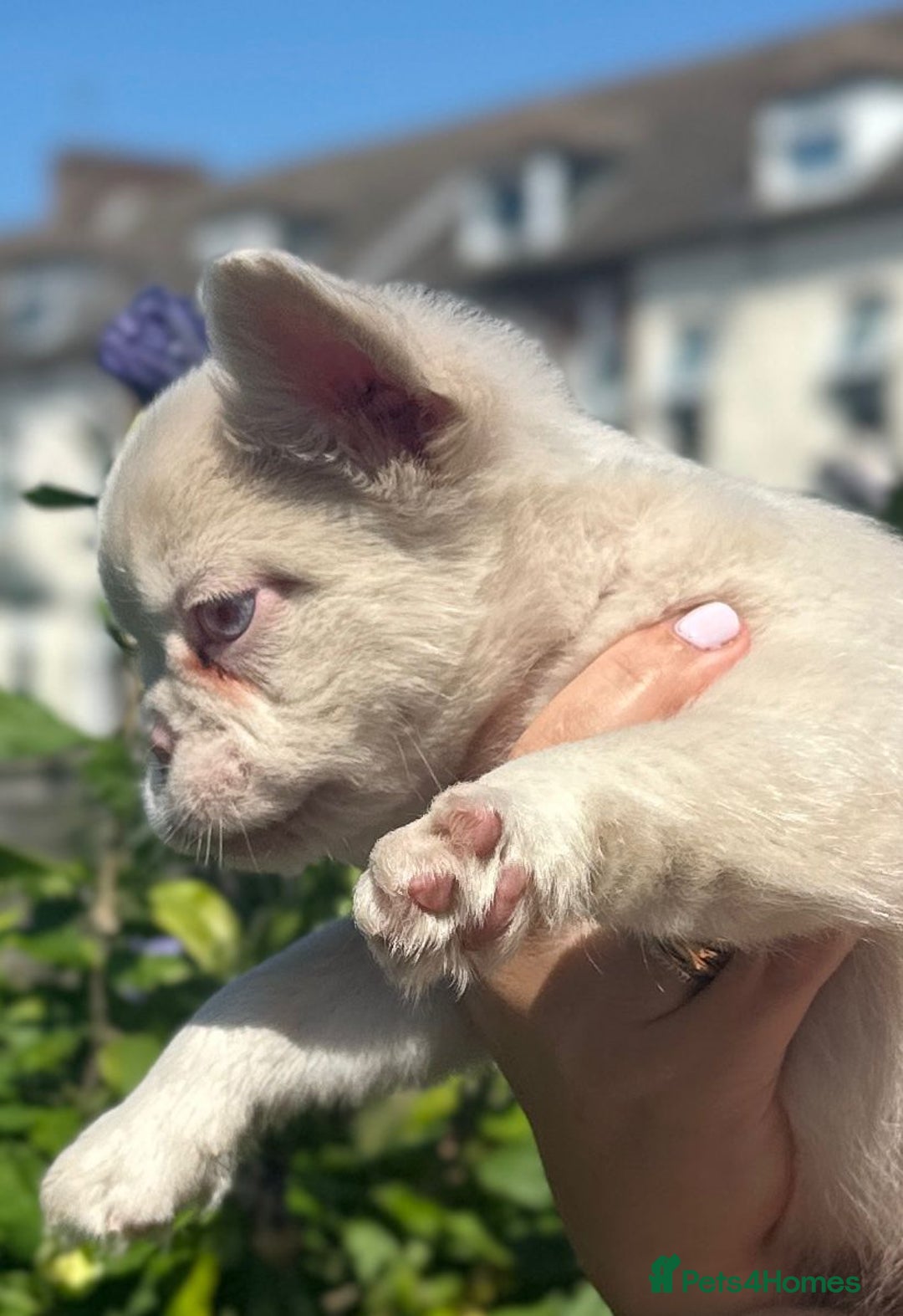 French Bulldog dogs for sale: Fluffy pink  - Image 6