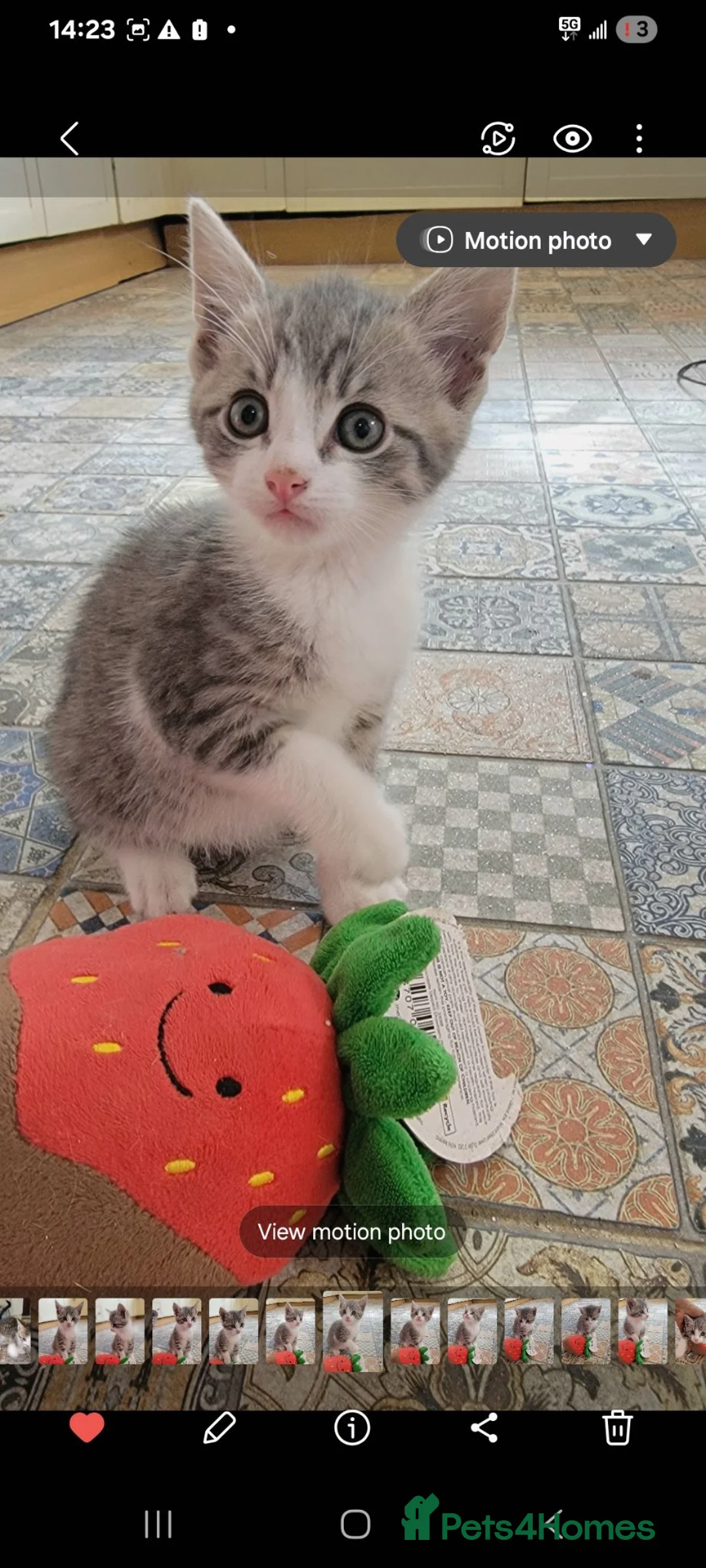 Mixed Breed cats for sale: Gorgeous Fluffy Playful Kitten - Advert 14