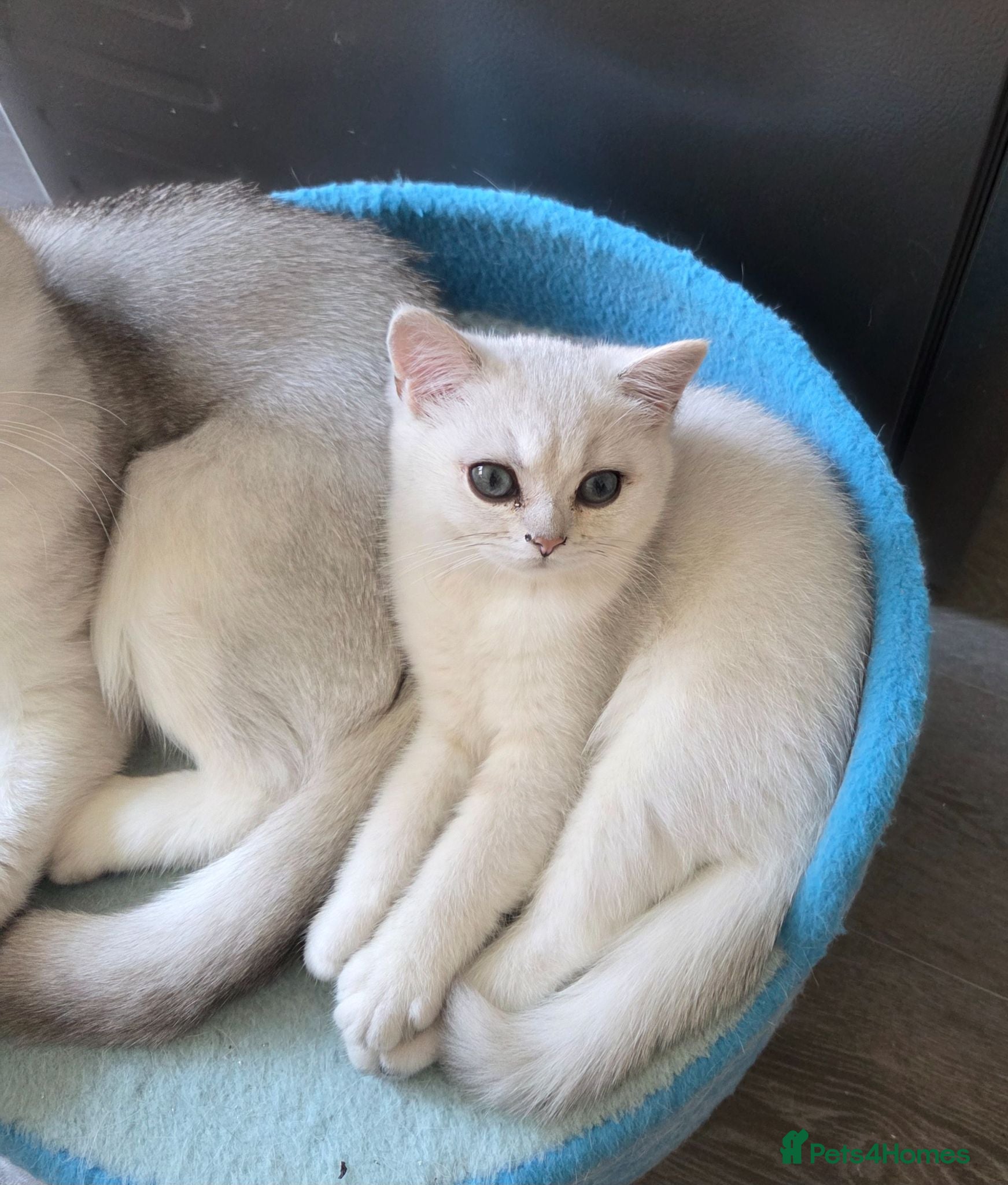 British Shorthair cats 🐱 British Shorthair Kittens for Sale 🐱 - Advert 5