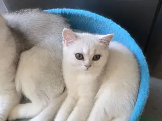 British Shorthair cats 🐱 British Shorthair Kittens for Sale 🐱 - Advert 5