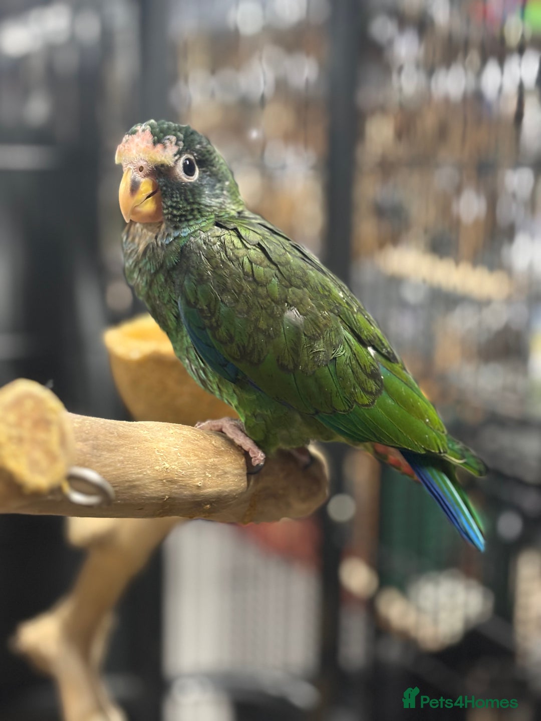 Parrots birds for sale: Hand reared white capped Pinous  - Image 4