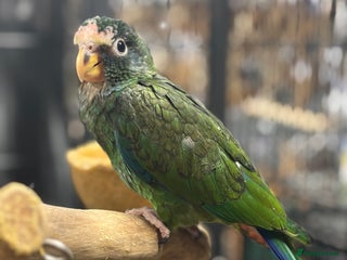 Parrots birds - Advert 24