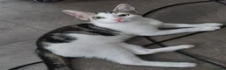Domestic Shorthair cats for adoption: Cheddar & Brie, 4 month old kitten pair - Advert 7