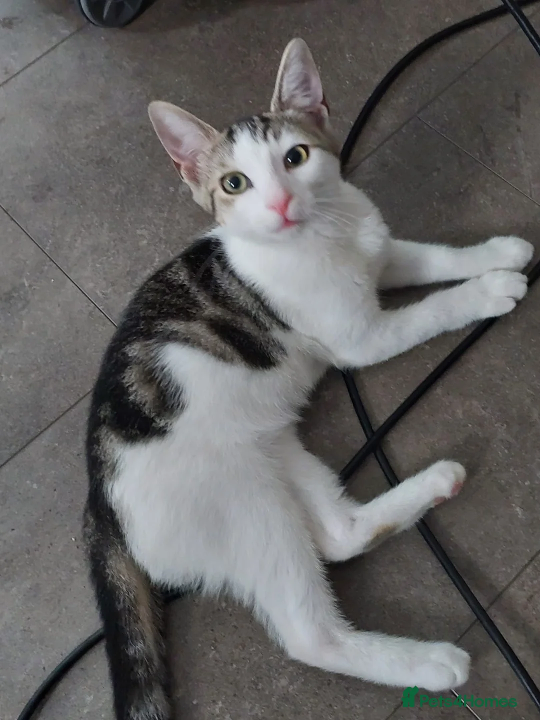 Domestic Shorthair cats for adoption: Cheddar & Brie, 4 month old kitten pair - Advert 7