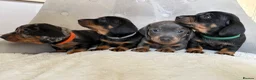 Miniature Dachshund dogs for sale: Miniature Dachshund - Advert 2